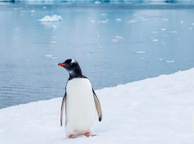 Nihilist Penguen Nedir? Neden Bu Kadar Popüler Oldu?